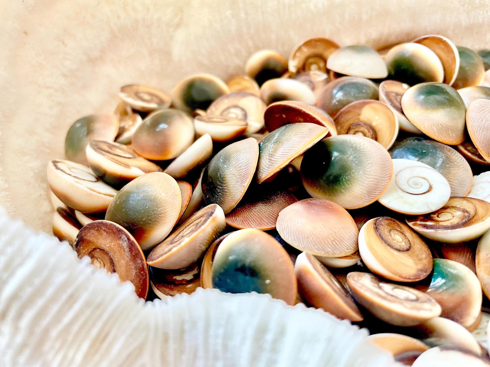 RED CAT EYE Operculum Shells *You Choose Quantity* .5-1" Natural Red Brown Green White Small Craft Seashells Coastal Beach Shiva Swirl Back