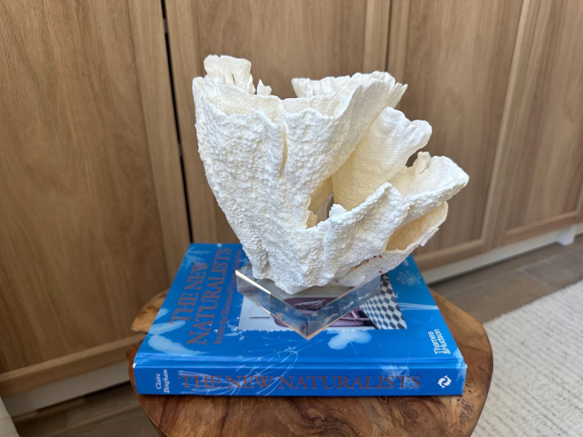 LARGE 9" POCA CORAL Lucite Mounted Display Natural Specimen Sculpture Decorative Coastal Beach Home Décor Wedding Gift White