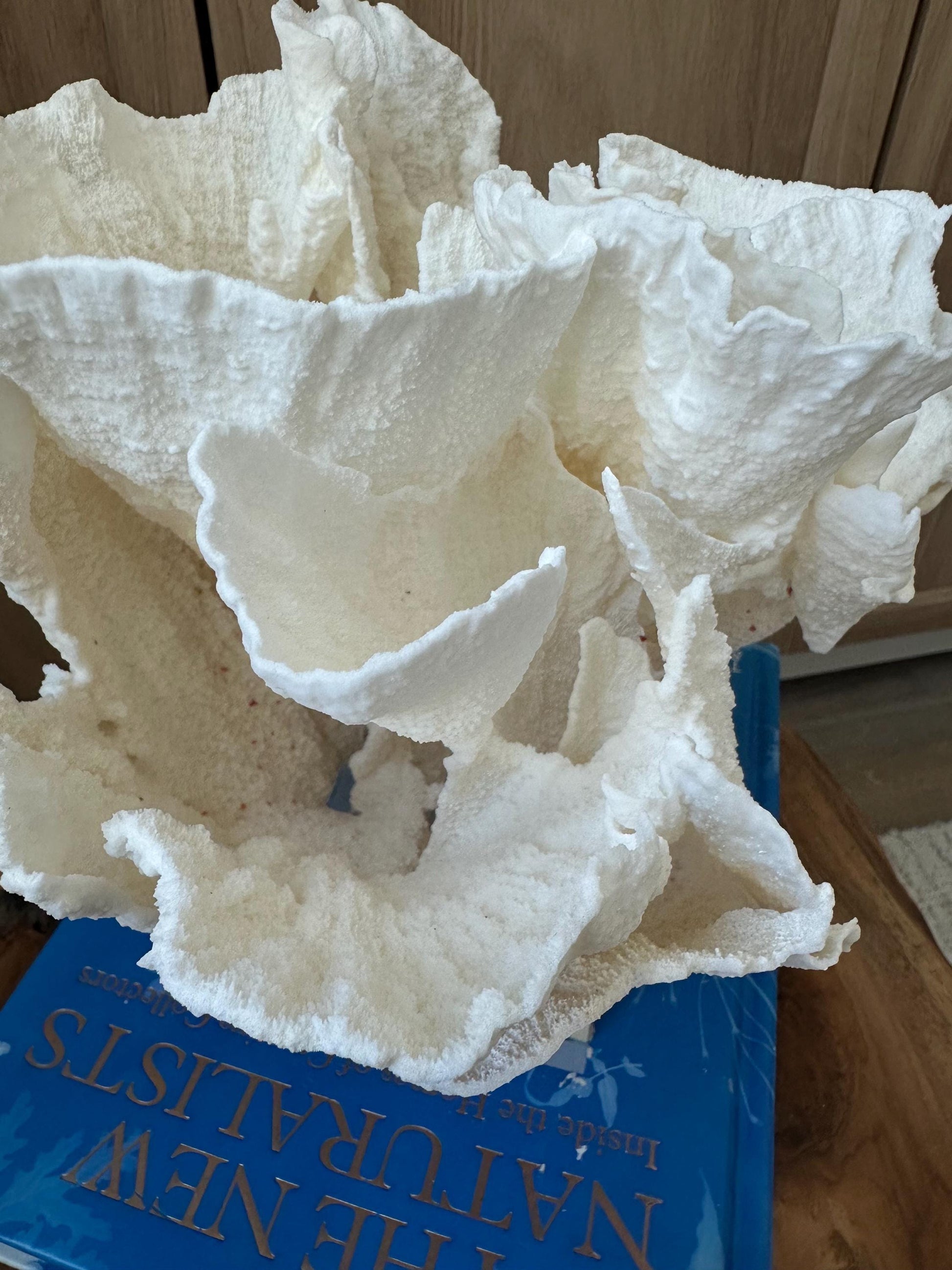 LARGE 9" POCA CORAL Lucite Mounted Display Natural Specimen Sculpture Decorative Coastal Beach Home Décor Wedding Gift White