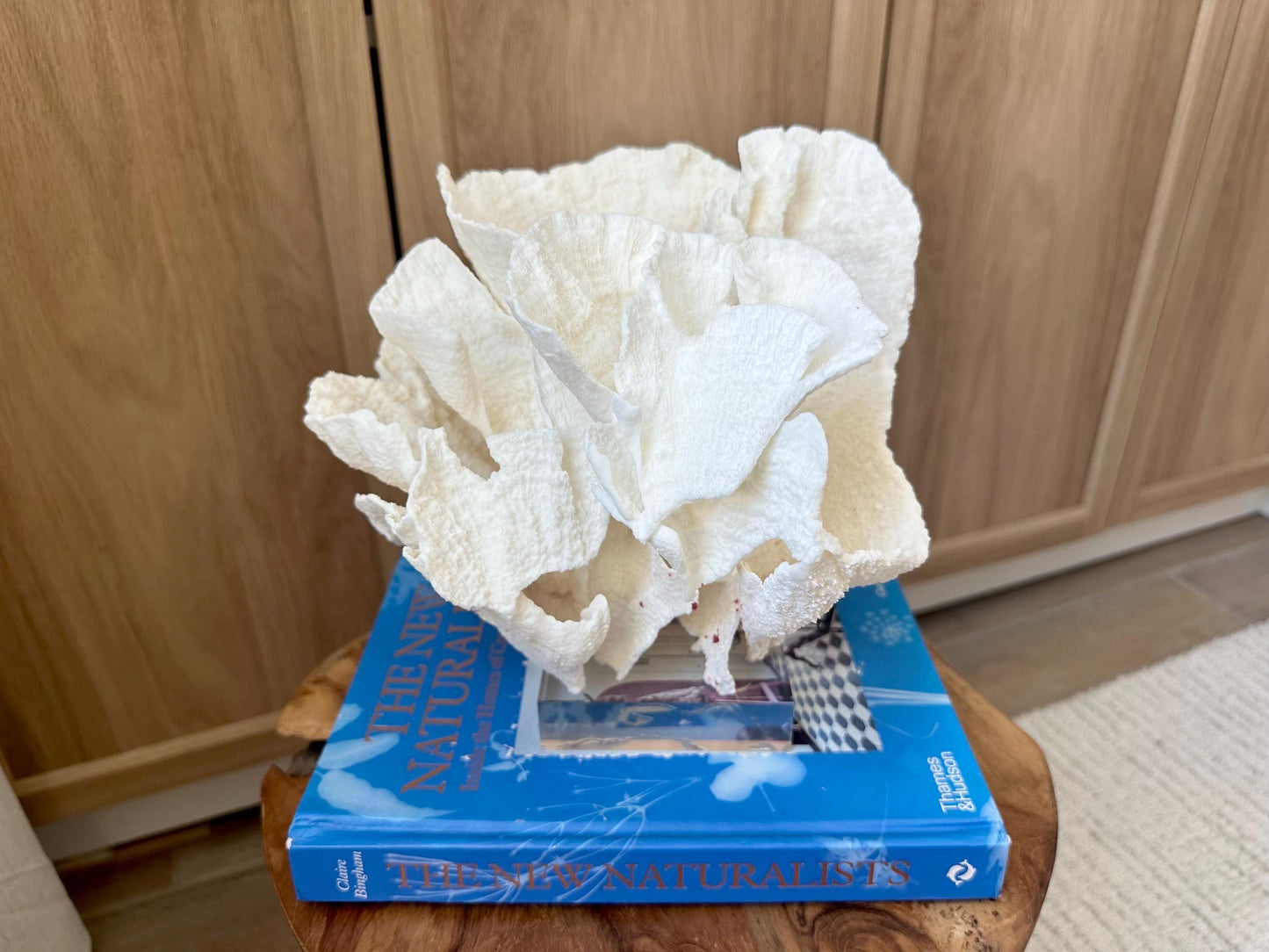 LARGE 9" POCA CORAL Lucite Mounted Display Natural Specimen Sculpture Decorative Coastal Beach Home Décor Wedding Gift White