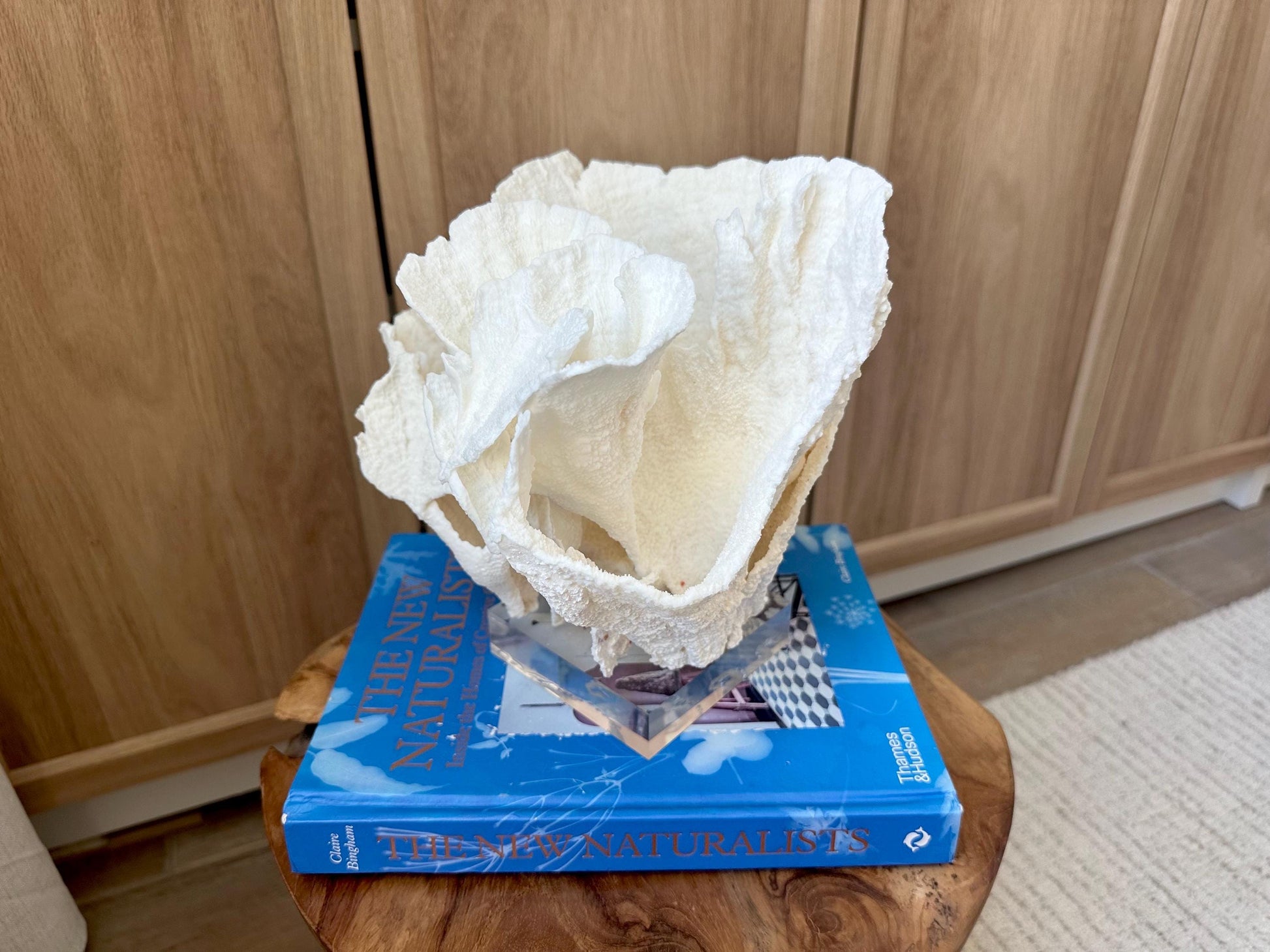 LARGE 9" POCA CORAL Lucite Mounted Display Natural Specimen Sculpture Decorative Coastal Beach Home Décor Wedding Gift White