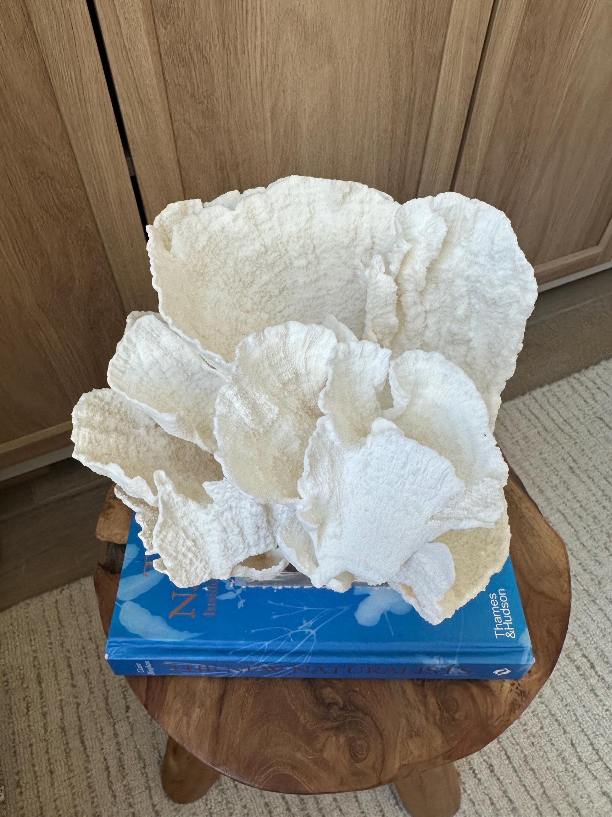 LARGE 9" POCA CORAL Lucite Mounted Display Natural Specimen Sculpture Decorative Coastal Beach Home Décor Wedding Gift White