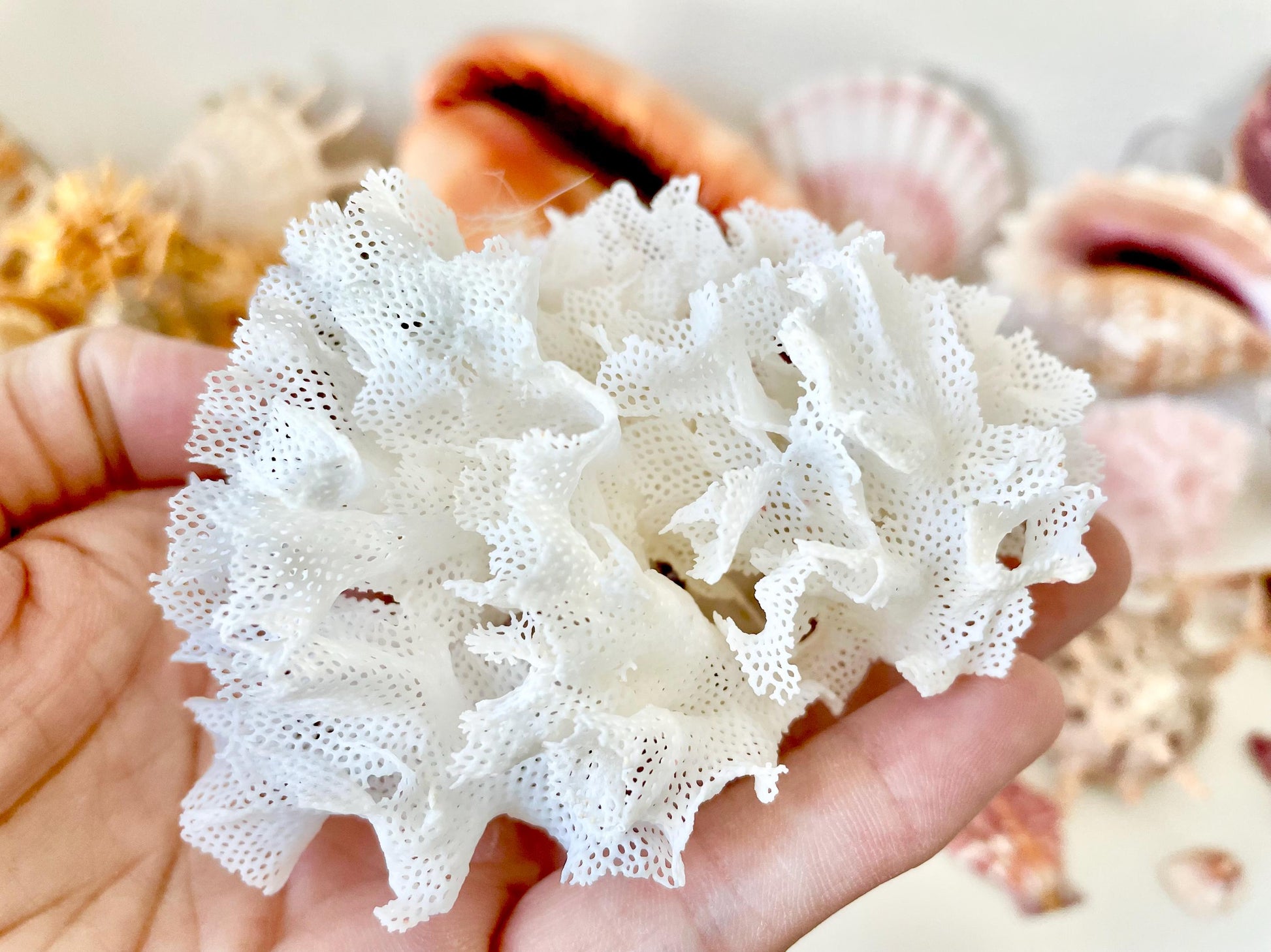 Rare Fan Lace Coral YOU CHOOSE SIZE Delicate Real Coastal Décor Nautical Wedding Beach Doll House Miniature Fairy Craft White Pink
