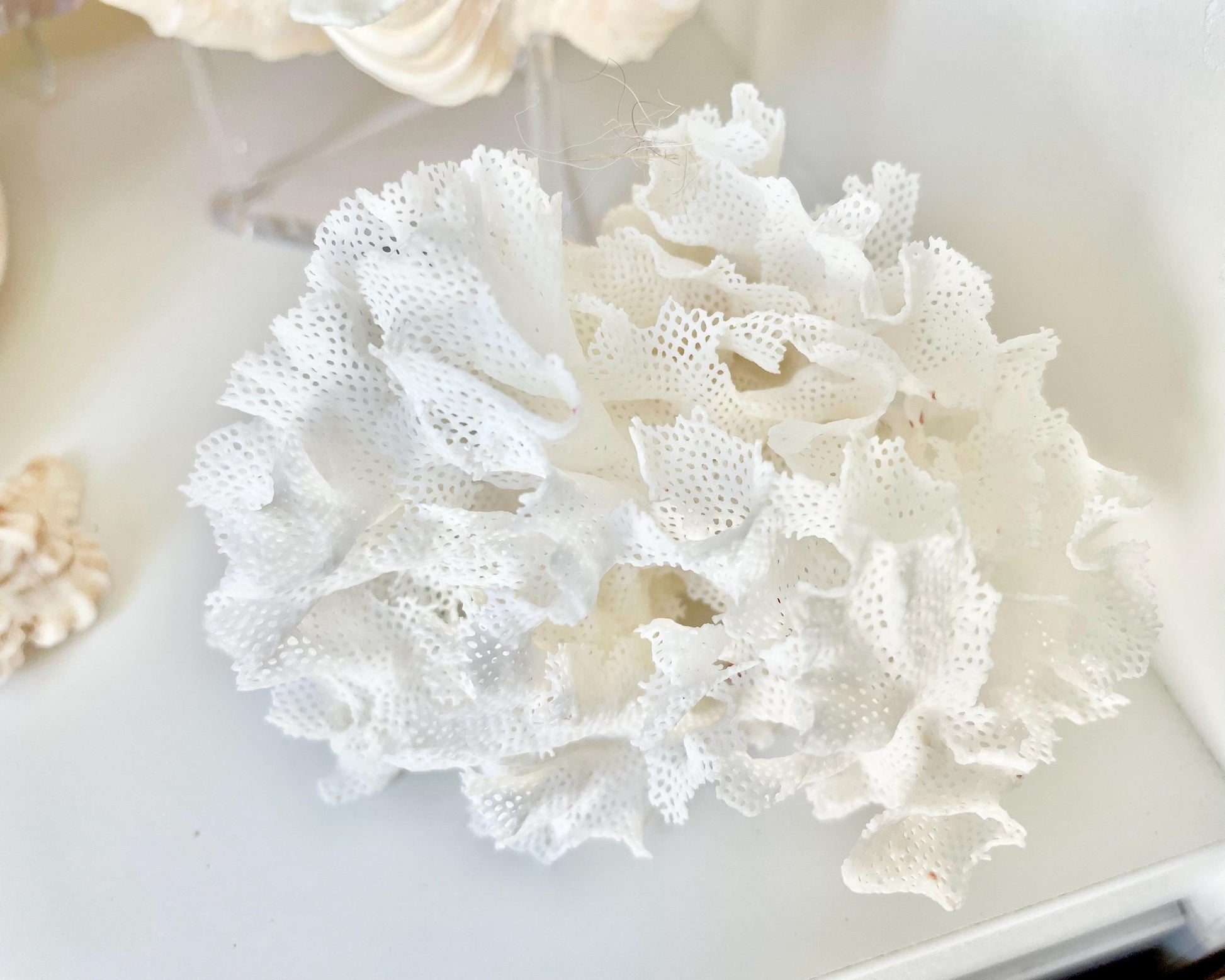 Rare Fan Lace Coral YOU CHOOSE SIZE Delicate Real Coastal Décor Nautical Wedding Beach Doll House Miniature Fairy Craft White Pink