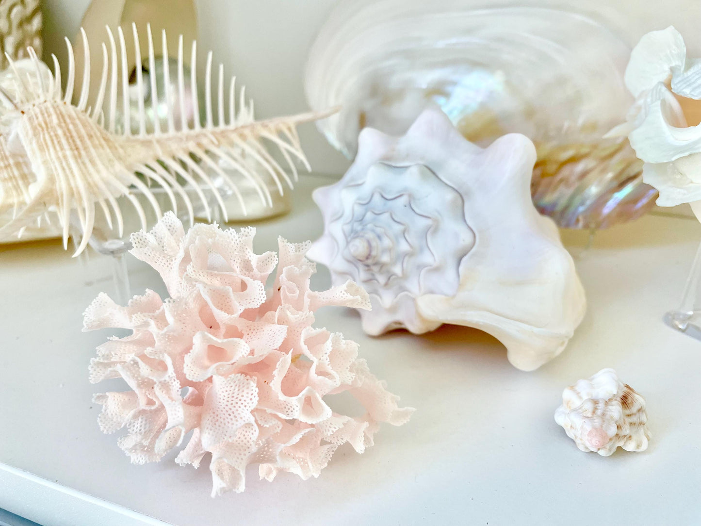 Rare Fan Lace Coral YOU CHOOSE SIZE Delicate Real Coastal Décor Nautical Wedding Beach Doll House Miniature Fairy Craft White Pink