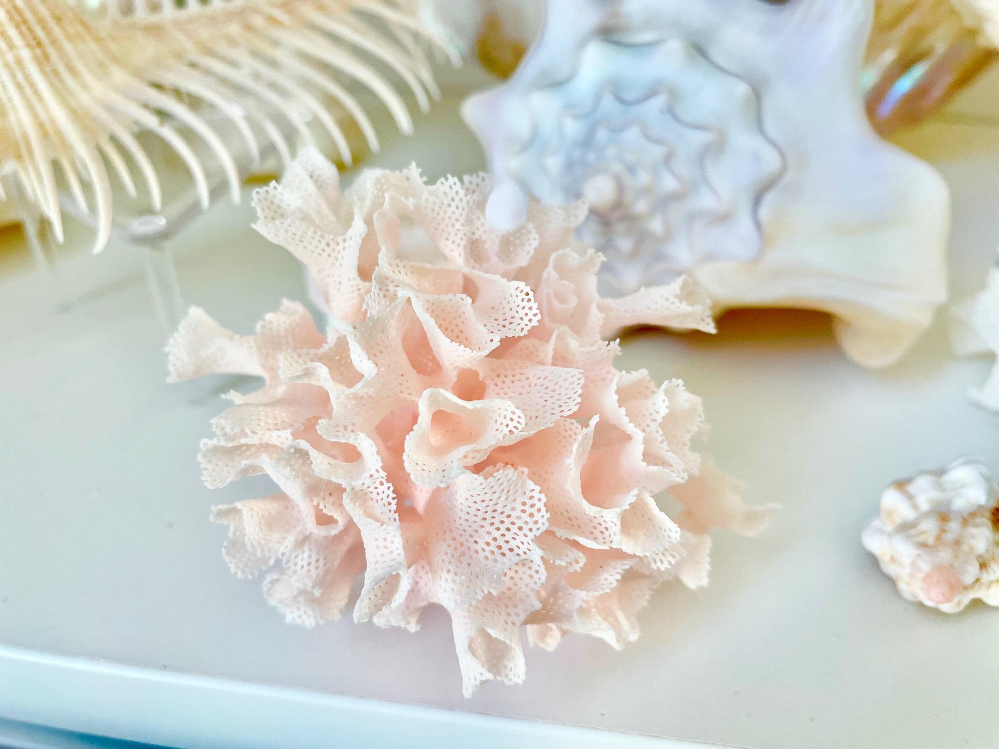 Rare Fan Lace Coral YOU CHOOSE SIZE Delicate Real Coastal Décor Nautical Wedding Beach Doll House Miniature Fairy Craft White Pink