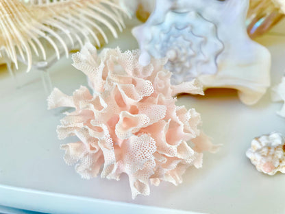 Lace Bryozoa Coral Fan Fossil - Pink or White Coastal Decor
