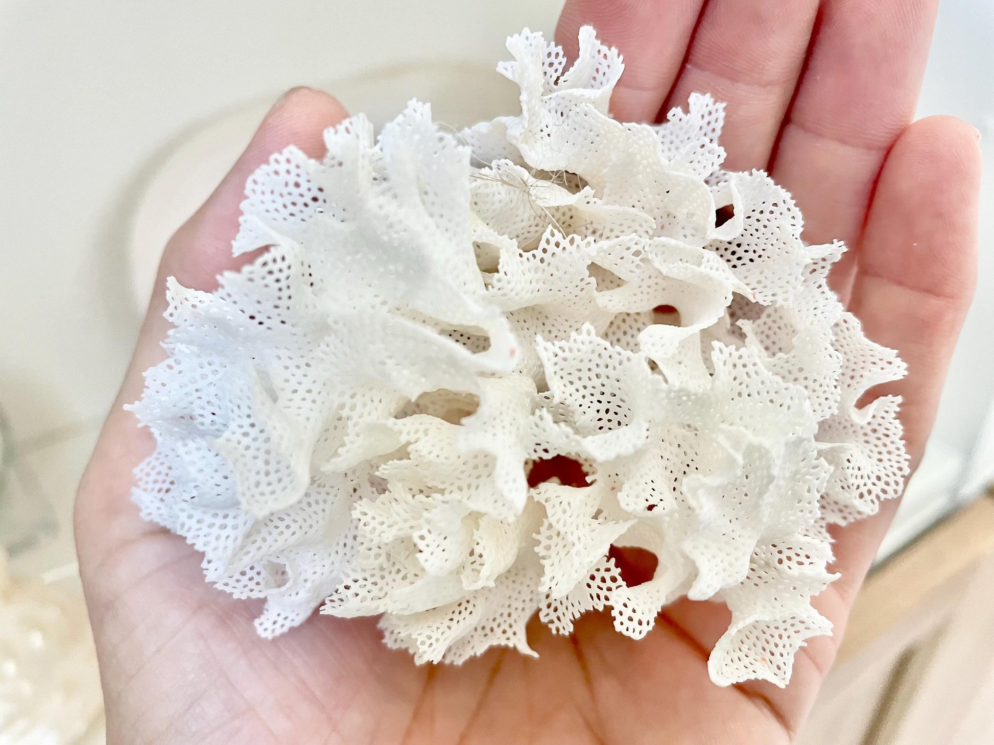 Rare Fan Lace Coral YOU CHOOSE SIZE Delicate Real Coastal Décor Nautical Wedding Beach Doll House Miniature Fairy Craft White Pink