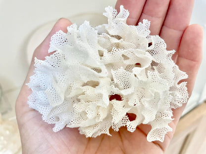 Rare Fan Lace Coral YOU CHOOSE SIZE Delicate Real Coastal Décor Nautical Wedding Beach Doll House Miniature Fairy Craft White Pink