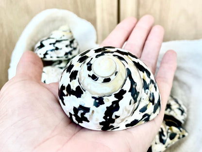 MAGPIE TURBO SHELLS *You Choose Size* Naturally Polished Black White Display Hermit Crab Seashell