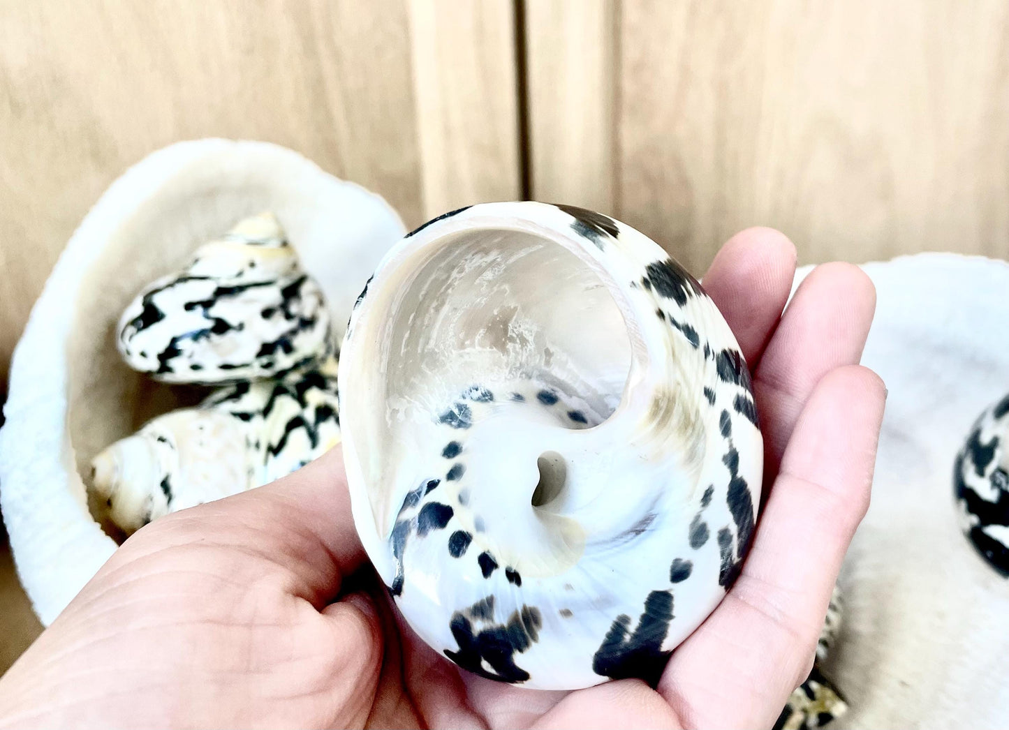 MAGPIE TURBO SHELLS 2.5-3" X-Large Naturally Polished Black White Display Hermit Crab Seashell