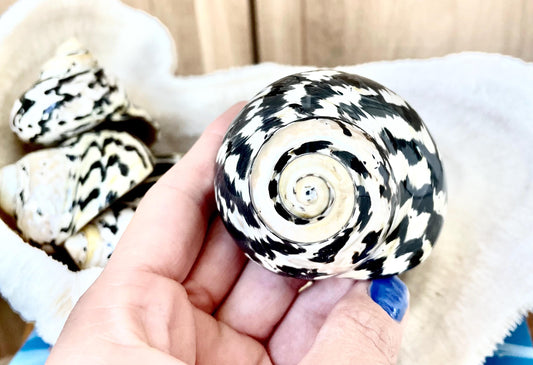 MAGPIE TURBO SHELLS *You Choose Size* Naturally Polished Black White Hermit Crab Seashell