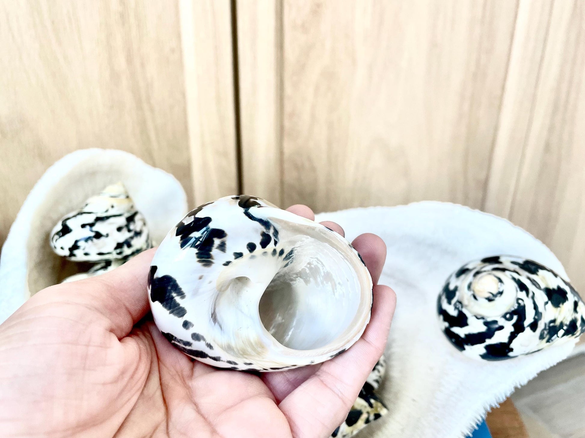 MAGPIE TURBO SHELLS *You Choose Size* Naturally Polished Black White Display Hermit Crab Seashell