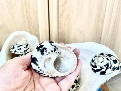 MAGPIE TURBO SHELLS *You Choose Size* Naturally Polished Black White Display Hermit Crab Seashell