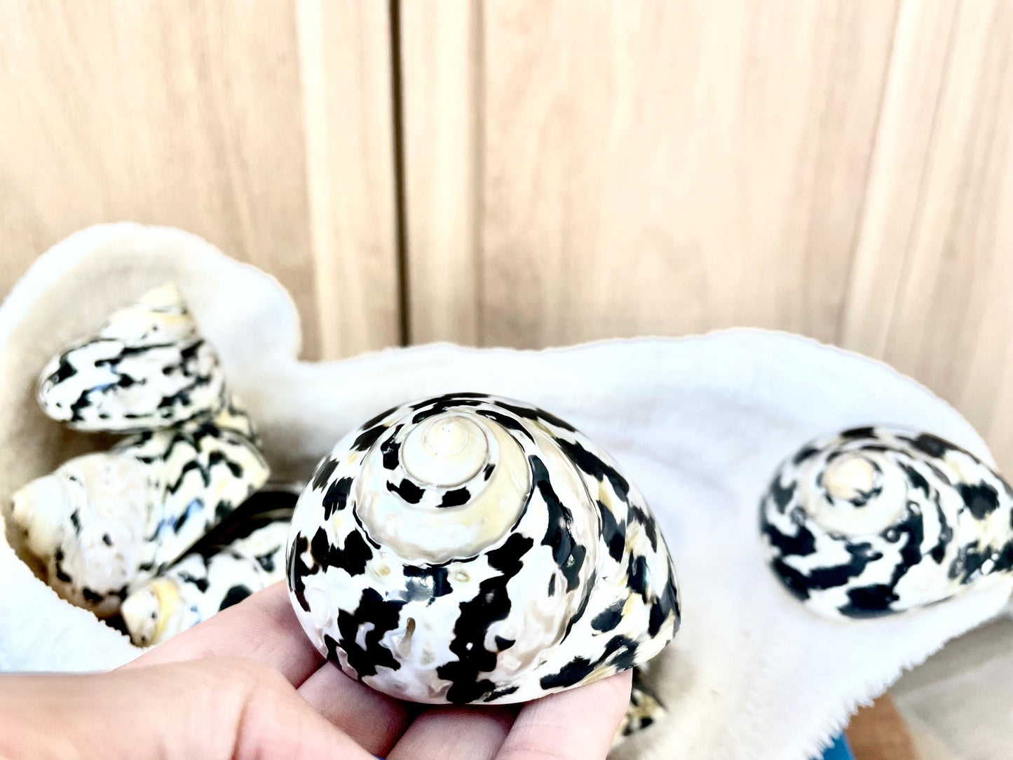 MAGPIE TURBO SHELLS *You Choose Size* Naturally Polished Black White Display Hermit Crab Seashell