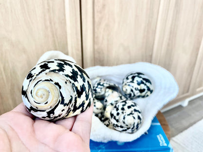 MAGPIE TURBO SHELLS 2.5-3" X-Large Naturally Polished Black White Display Hermit Crab Seashell