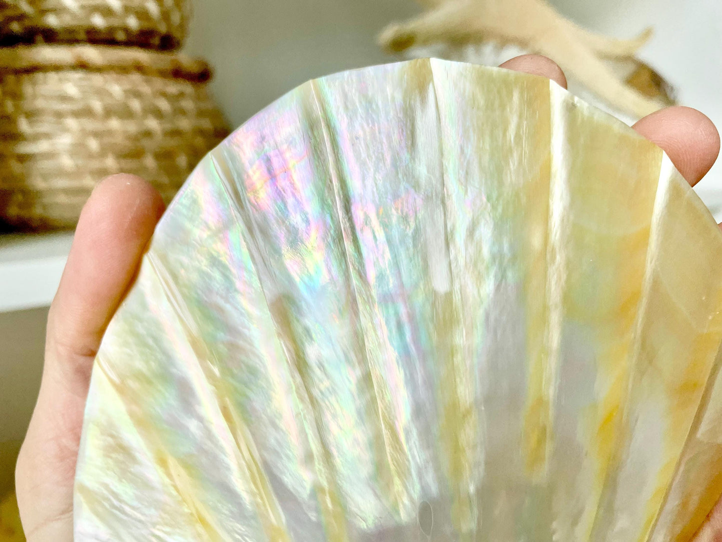 Huge 5" Mother Of Pearl Shiny Polished & Carved Half Shell Seashell Beach Coastal Crafts Irredescent Pearl and Golden Yellow Rainbow Shell