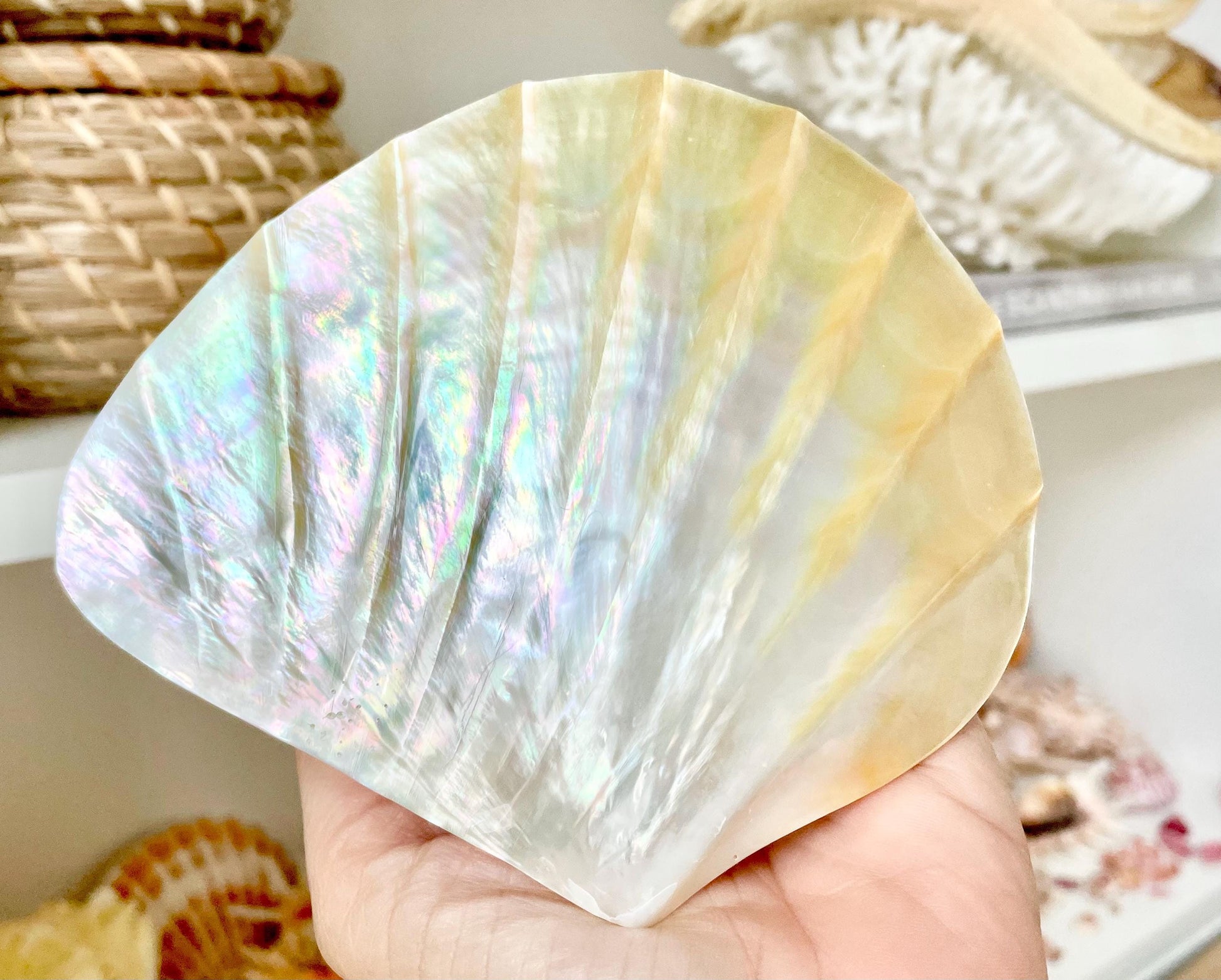 Huge 5" Mother Of Pearl Shiny Polished & Carved Half Shell Seashell Beach Coastal Crafts Irredescent Pearl and Golden Yellow Rainbow Shell