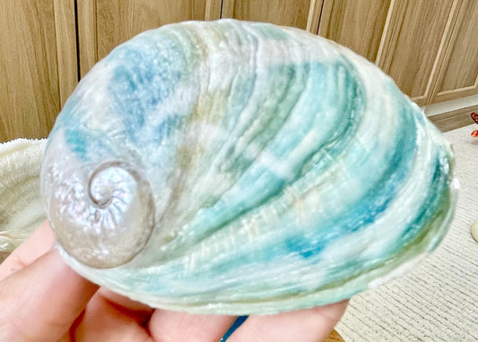 BLUE GREEN RAW Abalone Shells *All Sizes* Natural For Iridescent Silver Mermaid Seashell Coastal Décor Gift Sage Dish Turquoise Aqua