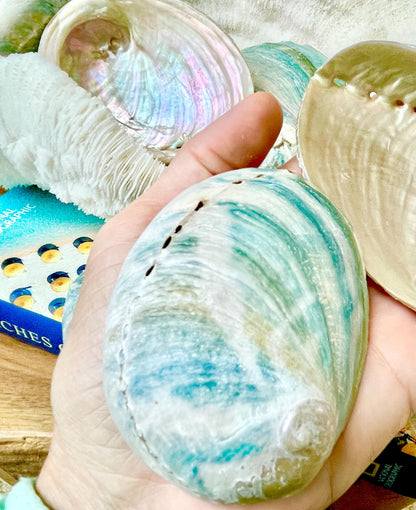 BLUE GREEN RAW Abalone Shells *All Sizes* Iridescent Silver Seashell Coastal Décor