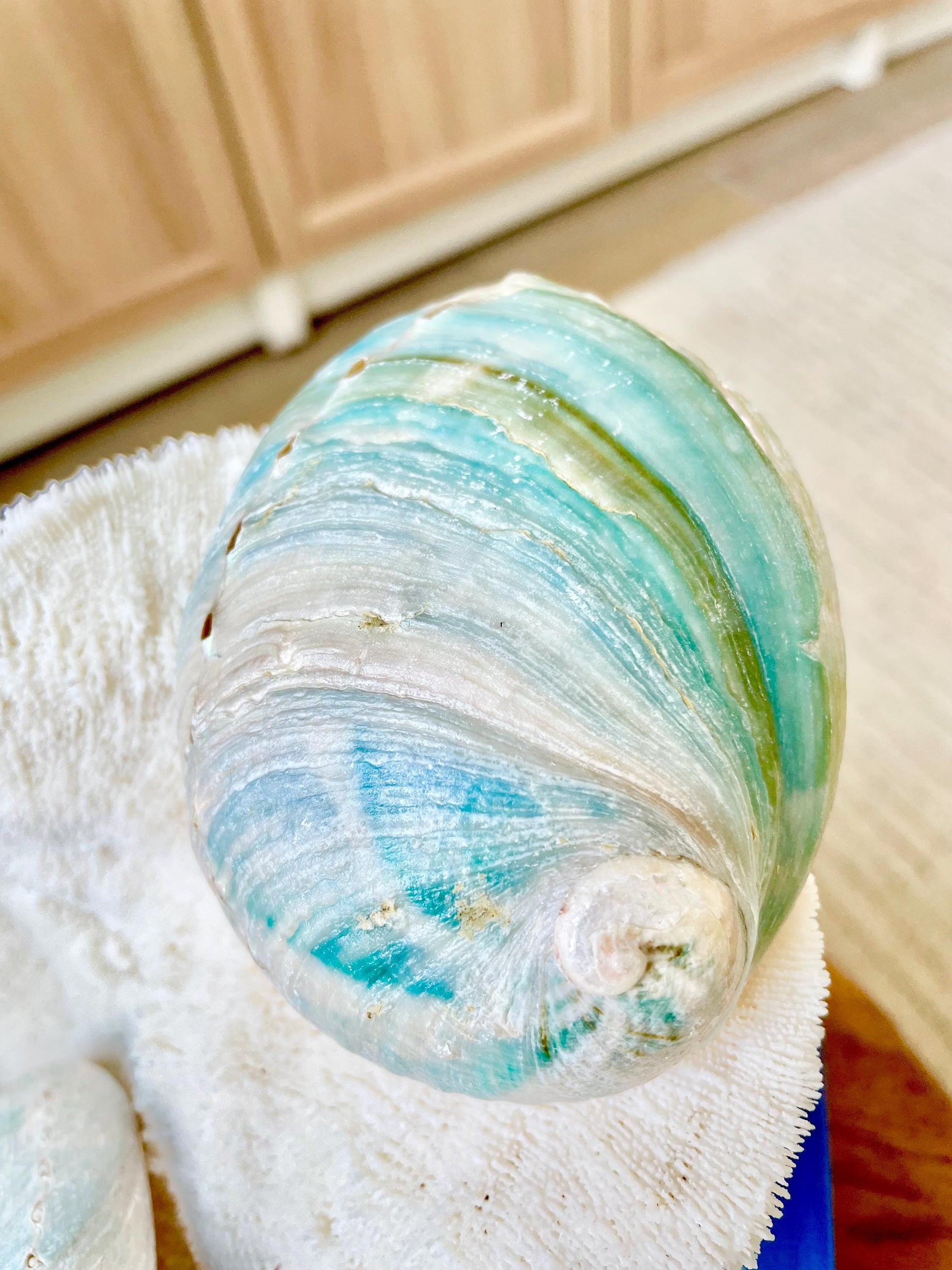BLUE GREEN RAW Abalone Shells *All Sizes* Iridescent Silver Seashell Coastal Décor