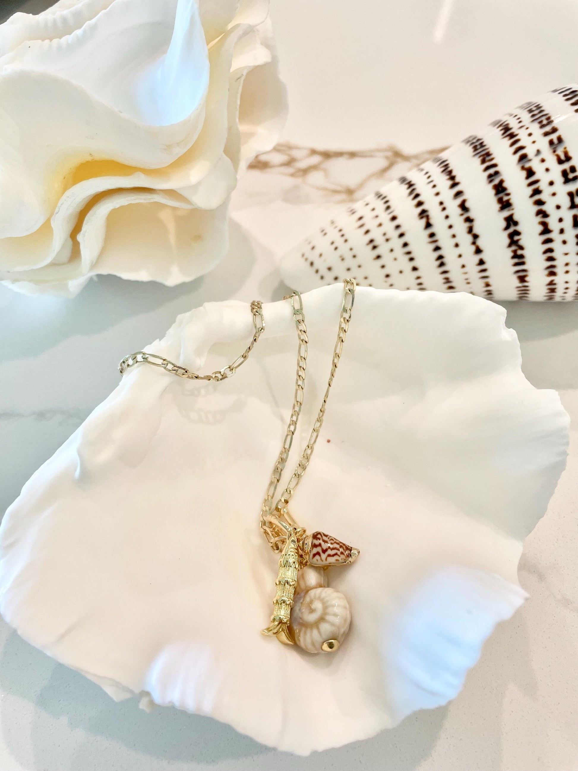 White Scalloped Edge Clam Shell 1/2 Shells *3-6", You Choose Size, Natural