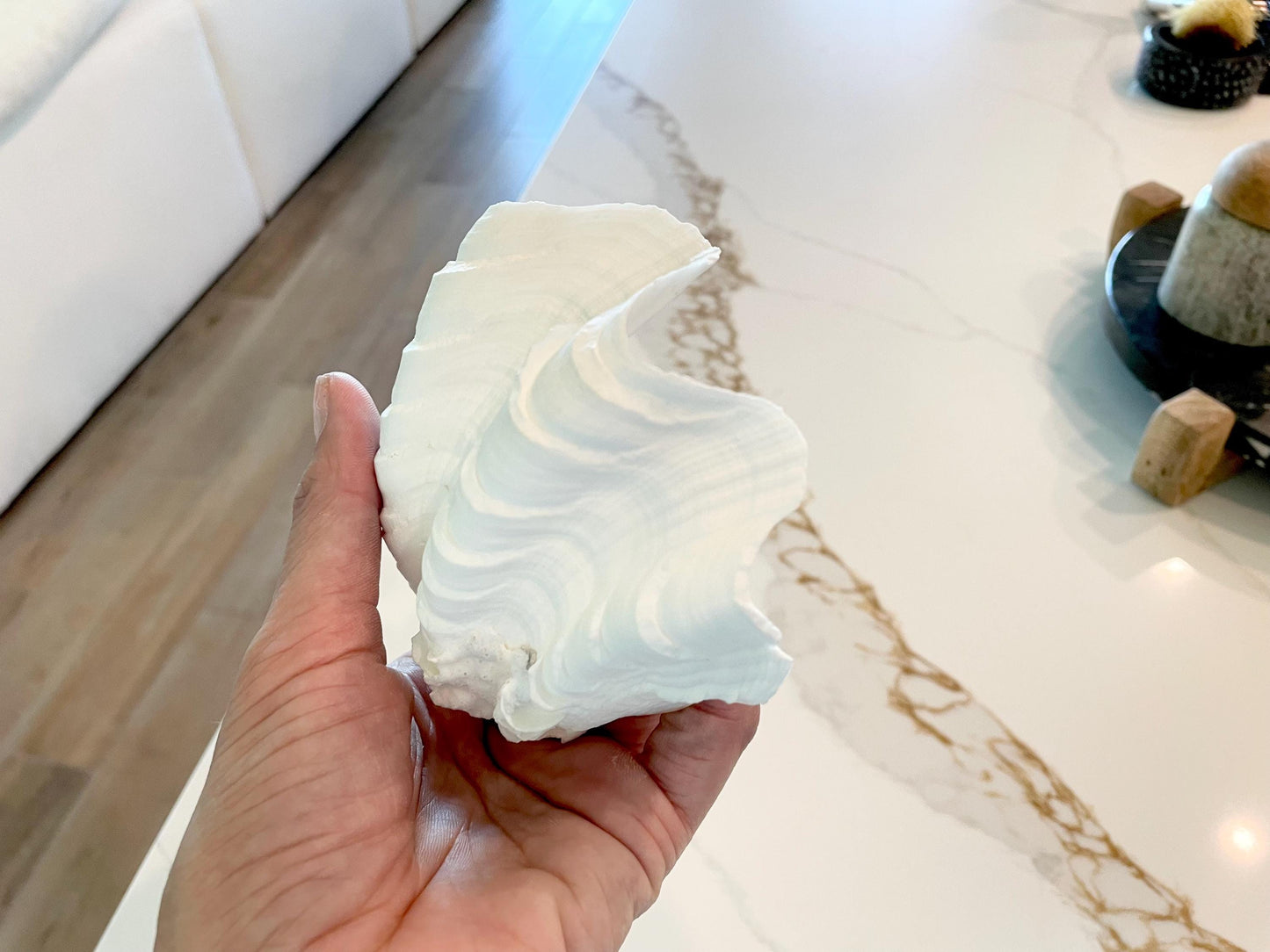 White Scalloped Edge Clam Shell 1/2 Shells *3-6", You Choose Size, Natural