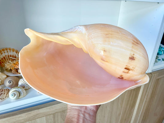 INDIAN MELON SHELLS Huge 10-11" Seashell Coastal Airplant Holder Planter Beach Décor Peach Pink Massive Melo Volute