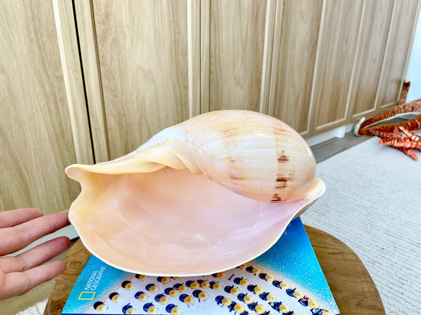 INDIAN MELON SHELLS Huge 10-11" Seashell Coastal Airplant Holder Planter Beach Décor Peach Pink Massive Melo Volute