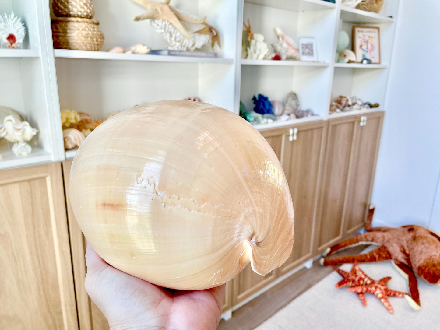 Indian Melon Volute Seashell: 5-12" *You Choose Size* Coastal Home Décor, Air Plant Holder