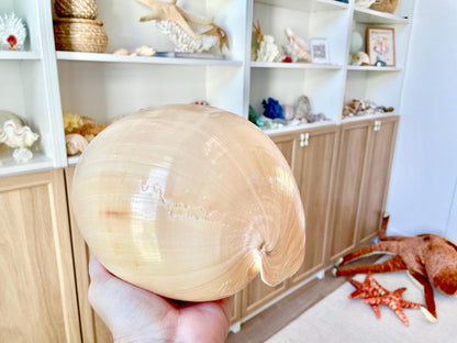 Indian Melon Volute Seashell: 5-12" *You Choose Size* Coastal Home Décor, Air Plant Holder