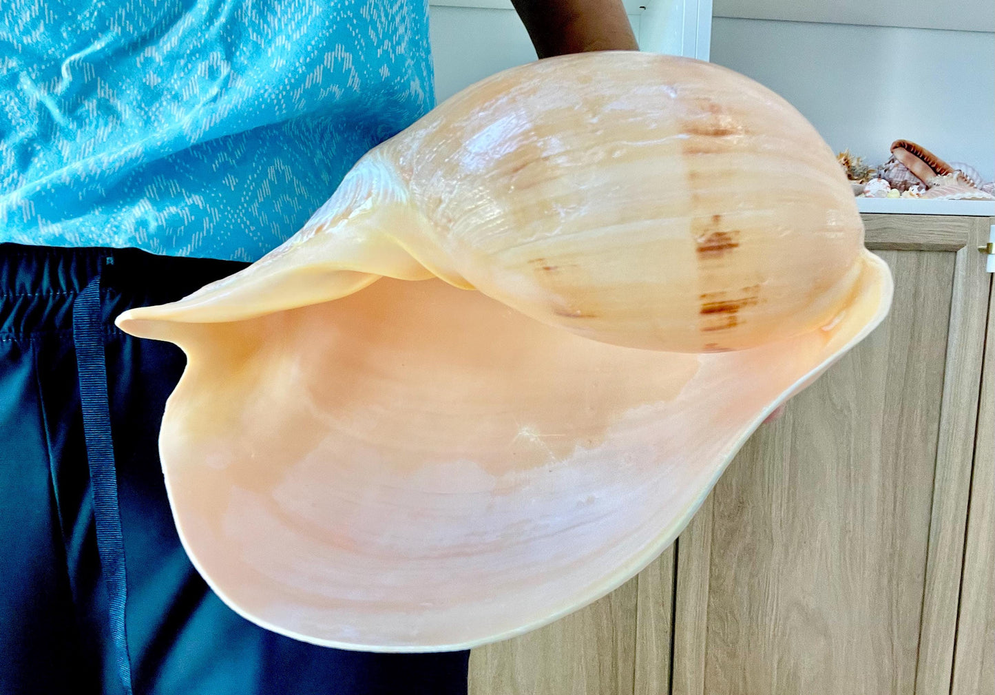 INDIAN MELON SHELLS Huge 10-11" Seashell Coastal Airplant Holder Planter Beach Décor Peach Pink Massive Melo Volute