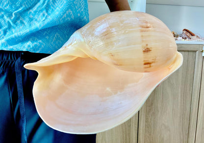 INDIAN MELON SHELLS Huge 10-11" Seashell Coastal Airplant Holder Planter Beach Décor Peach Pink Massive Melo Volute