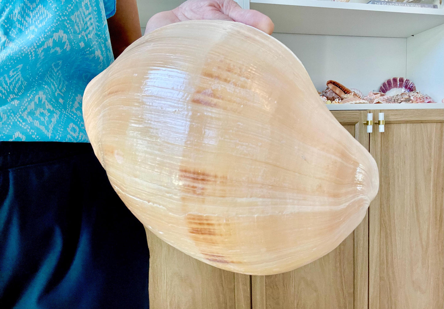 INDIAN MELON SHELLS Huge 10-11" Seashell Coastal Airplant Holder Planter Beach Décor Peach Pink Massive Melo Volute