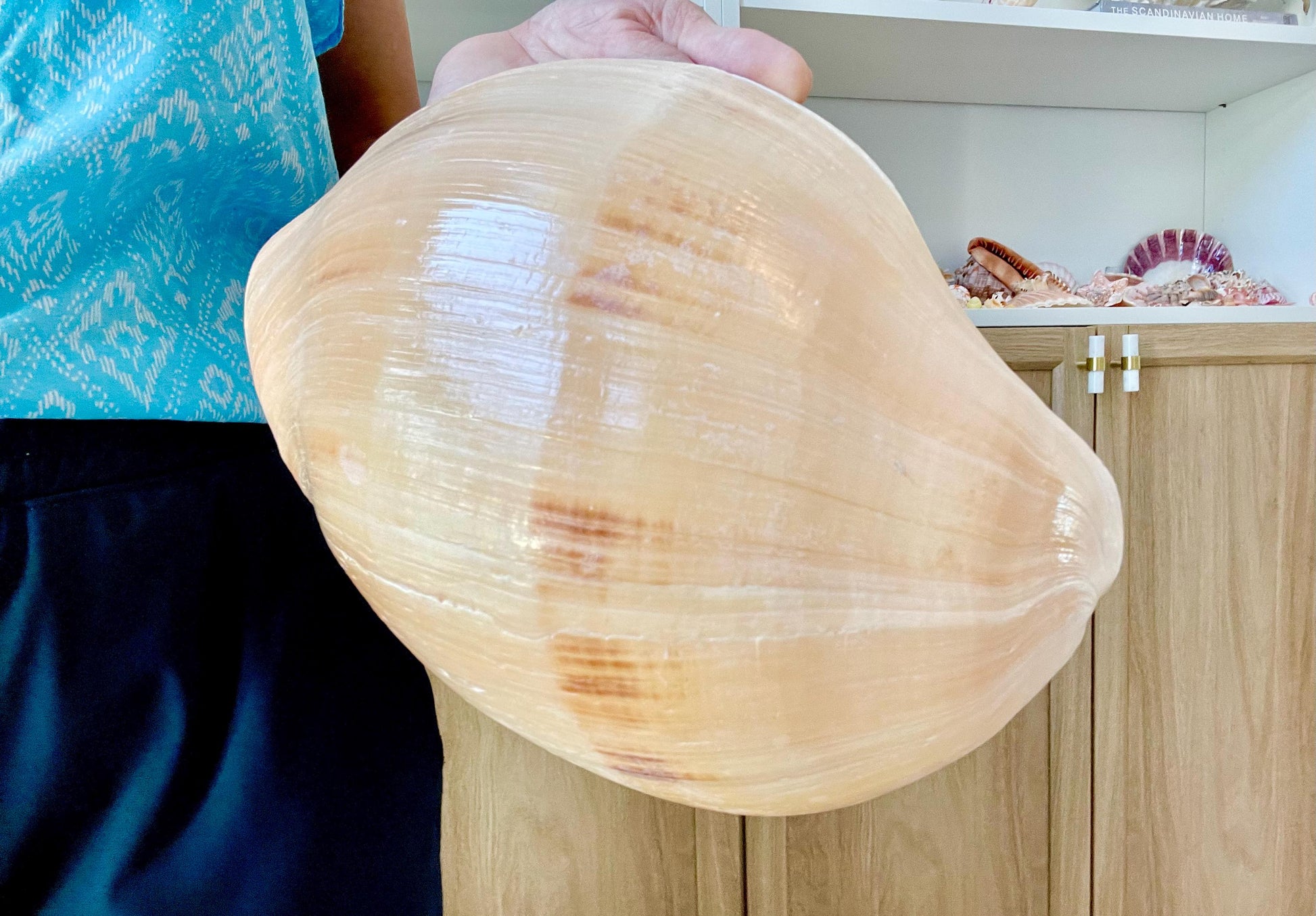 INDIAN MELON SHELLS Huge 10-11" Seashell Coastal Airplant Holder Planter Beach Décor Peach Pink Massive Melo Volute