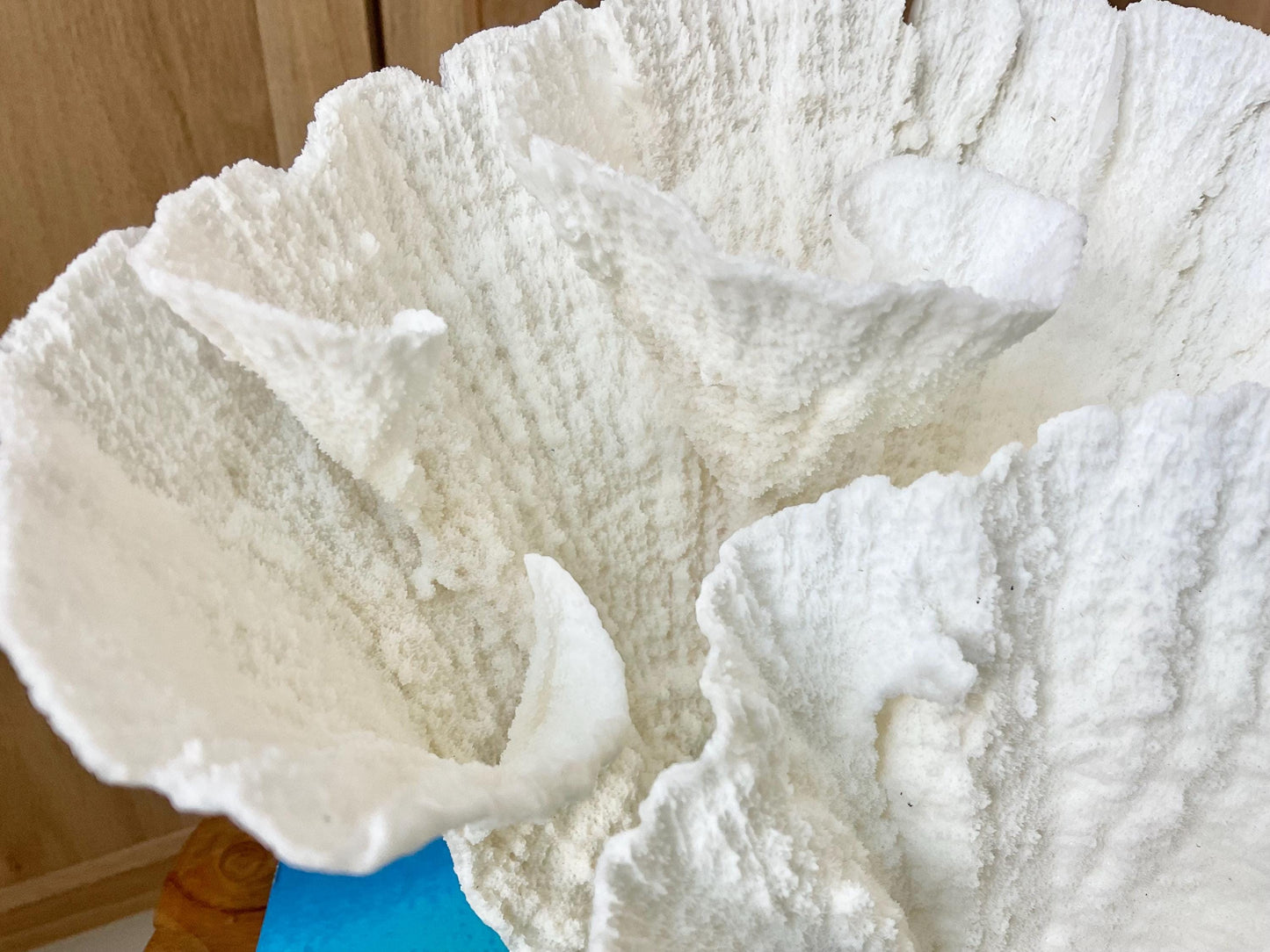 Mounted 8.5" Natural POCA CORAL Fossil Lucite Display Specimen Sculpture Ocean Art Decorative Coastal Beach Home Décor Wedding Gift White