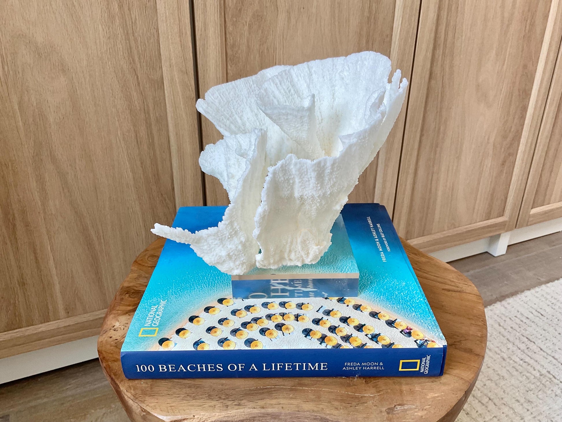 Mounted 8.5" Natural POCA CORAL Fossil Lucite Display Specimen Sculpture Ocean Art Decorative Coastal Beach Home Décor Wedding Gift White