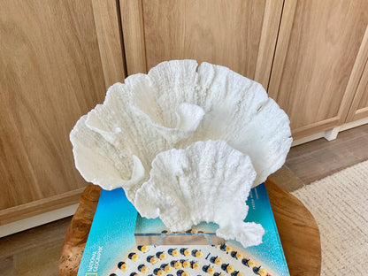 Mounted 8.5" Natural POCA CORAL Fossil Lucite Display Specimen Sculpture Ocean Art Decorative Coastal Beach Home Décor Wedding Gift White