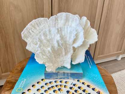 Mounted 8" Natural POCA CORAL Fossil Lucite Display Specimen Sculpture Ocean Art Decorative Coastal Beach Home Décor Wedding Gift White