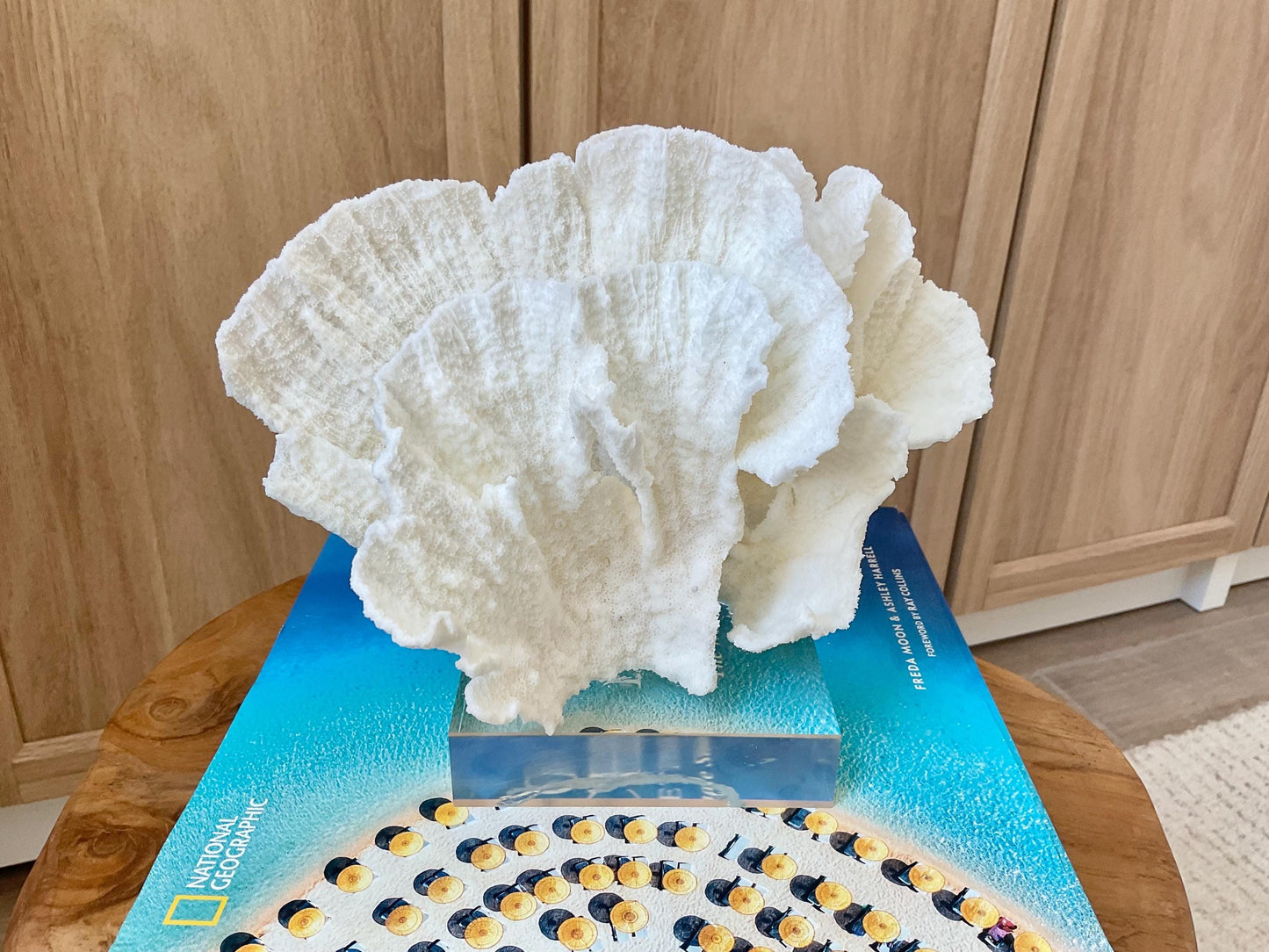 Mounted 8" Natural POCA CORAL Fossil Lucite Display Specimen Sculpture Ocean Art Decorative Coastal Beach Home Décor Wedding Gift White
