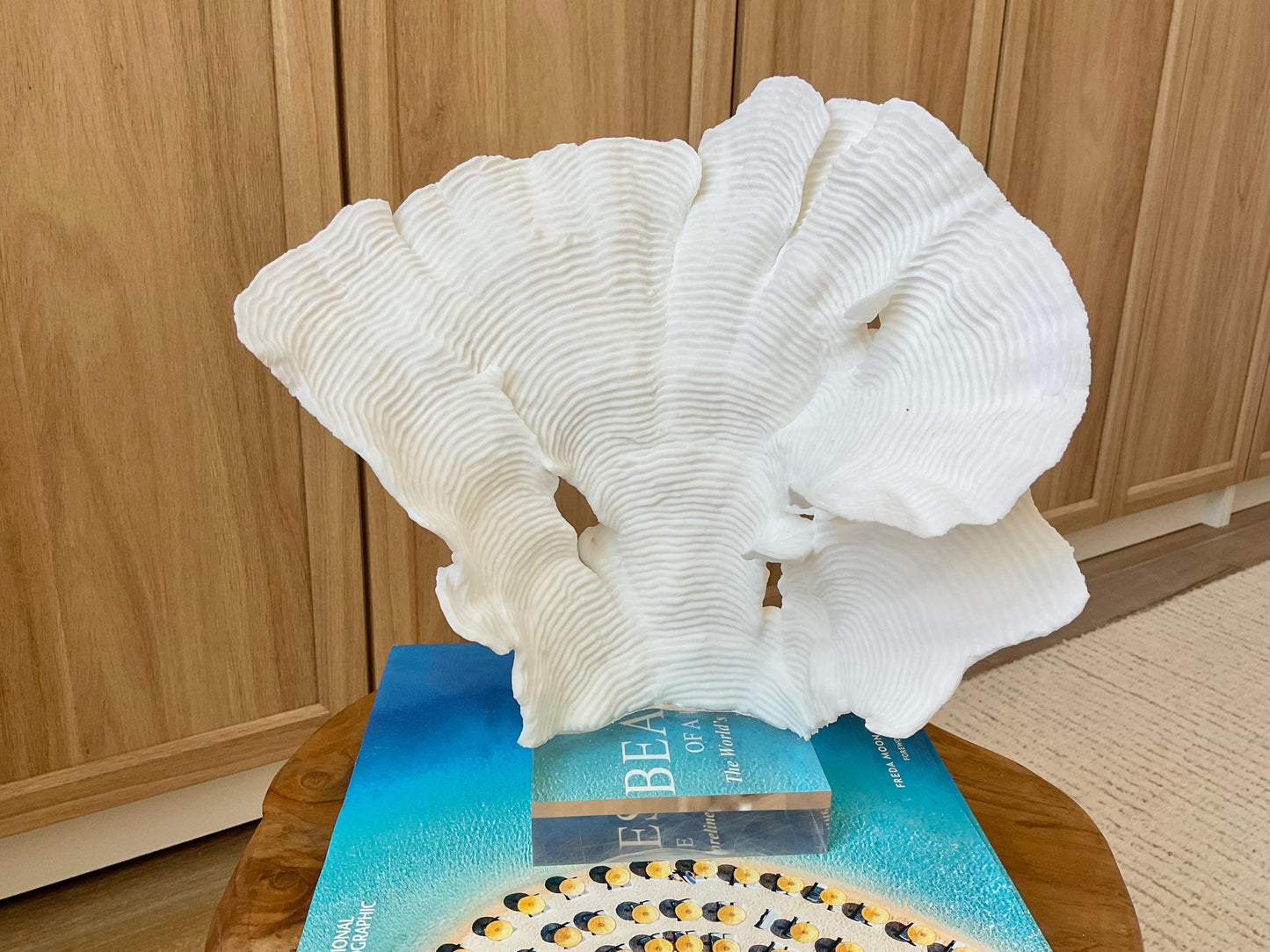 Mounted 10.5" Natural CUP RUGOSA CORAL Fossil Lucite Display Specimen Sculpture Ocean Art Decorative Coastal Beach Home Décor Wedding Gift