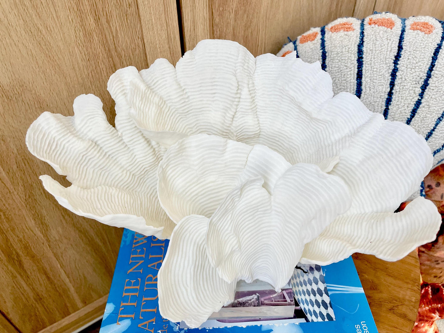 Natural Ocean Sculptural Wavy RUGOSA CORAL 11.25" Wide Mounted On Clear Lucite Base Genuine Display Decorative Coastal Beach Home Décor Gift