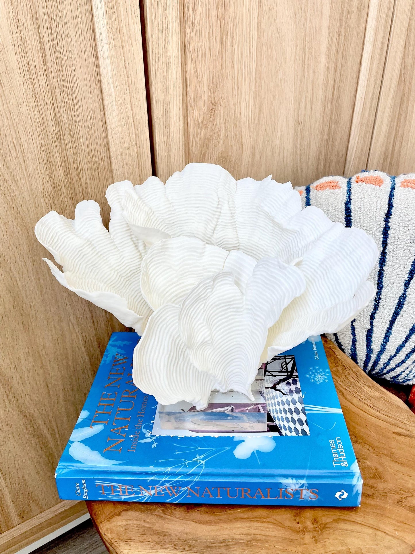 Natural Ocean Sculptural Wavy RUGOSA CORAL 11.25" Wide Mounted On Clear Lucite Base Genuine Display Decorative Coastal Beach Home Décor Gift