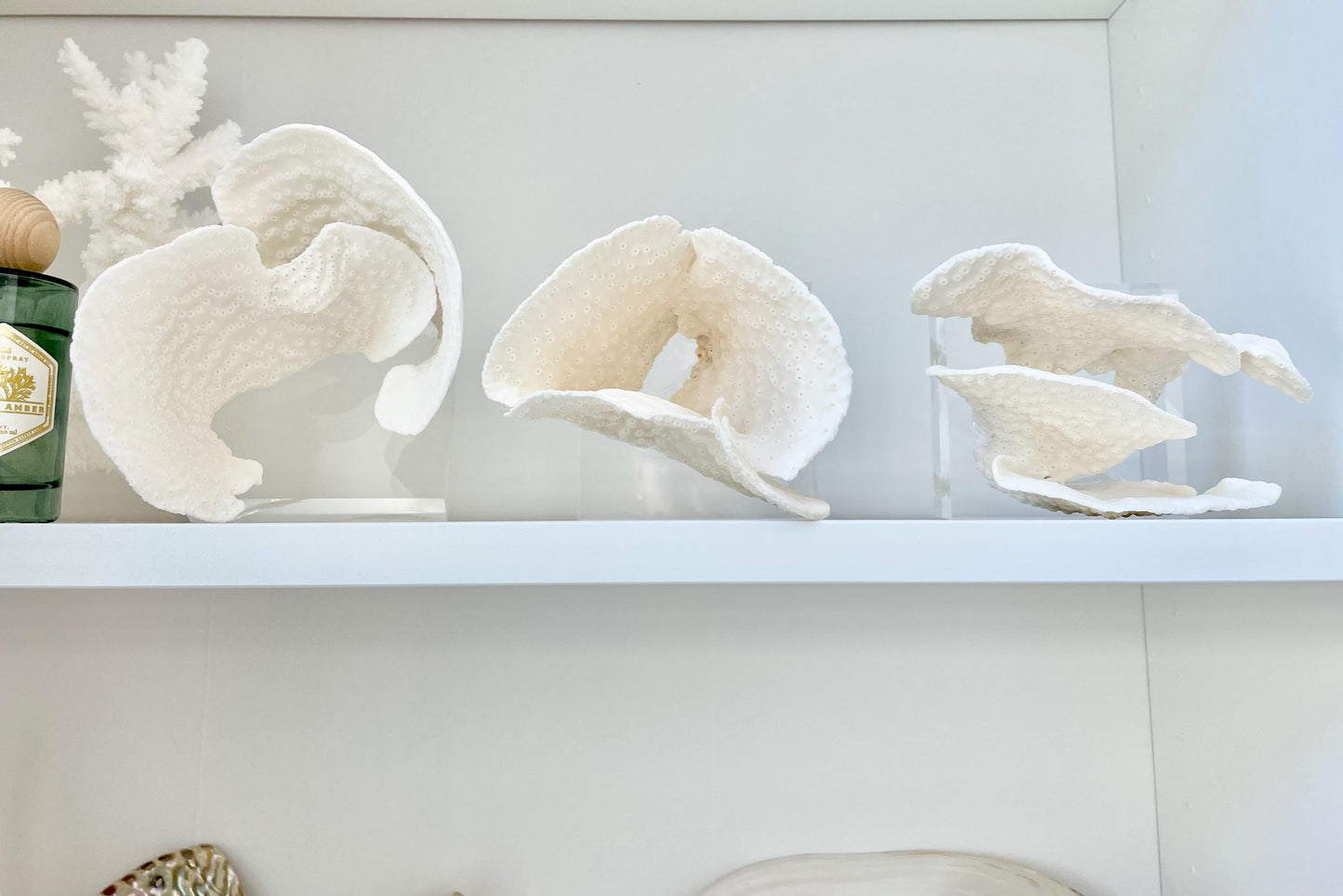 Set of 3 Mounted BLACK CUP CORAL Specimen Sculptures 100% Genuine Clear Lucite Display Base Decorative Coastal Beach Home Décor Gift White