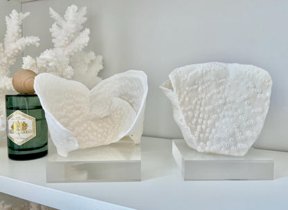 Set of 3 Mounted BLACK CUP CORAL Specimen Sculptures 100% Genuine Clear Lucite Display Base Decorative Coastal Beach Home Décor Gift White