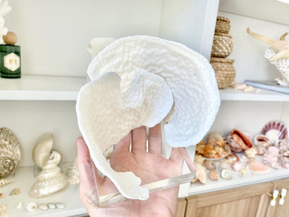 Set of 3 Mounted BLACK CUP CORAL Specimen Sculptures 100% Genuine Clear Lucite Display Base Decorative Coastal Beach Home Décor Gift White