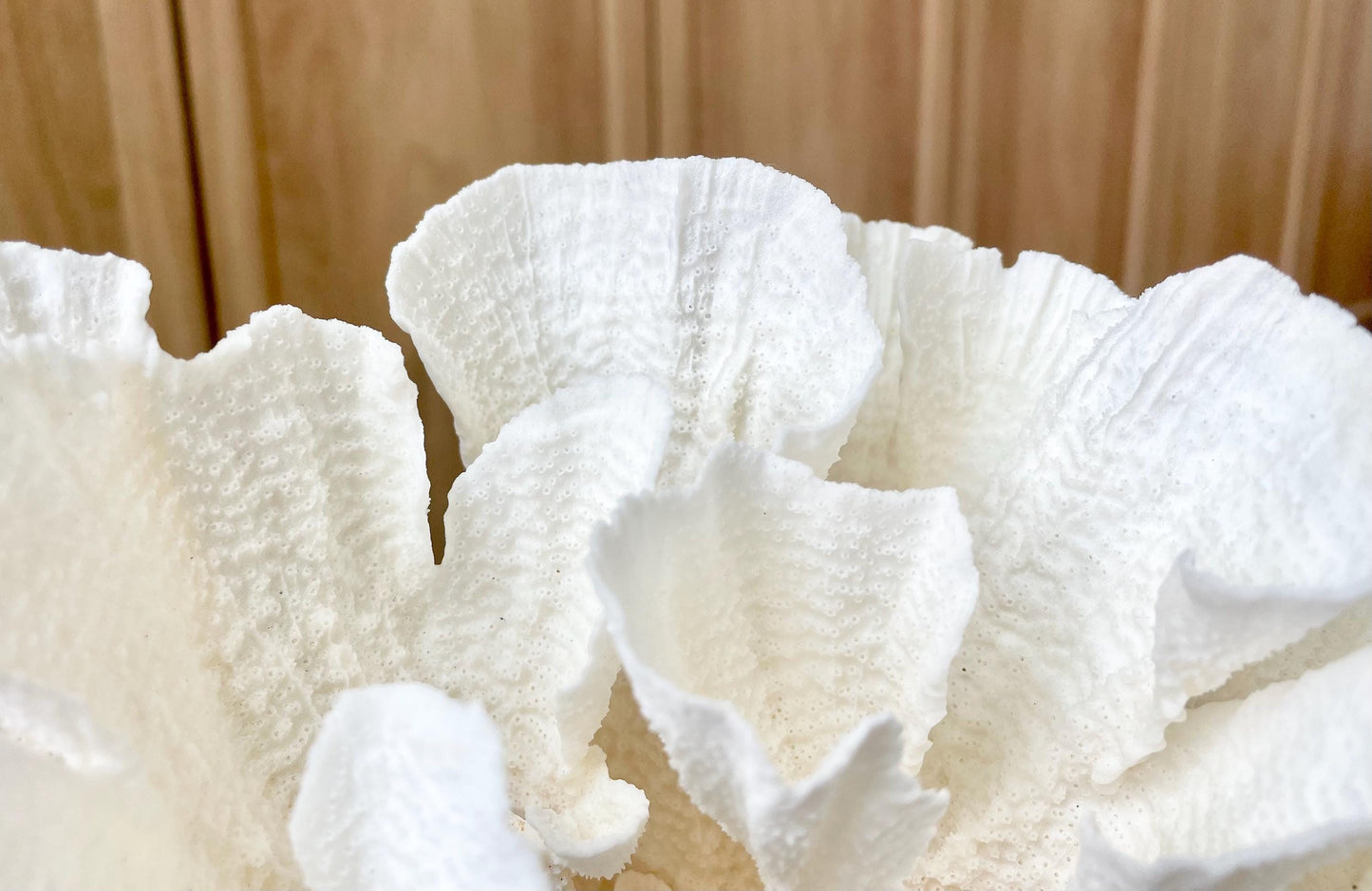 Mounted 8" Natural POCA CORAL Fossil Lucite Display Specimen Sculpture Ocean Art Decorative Coastal Beach Home Décor Wedding Gift White