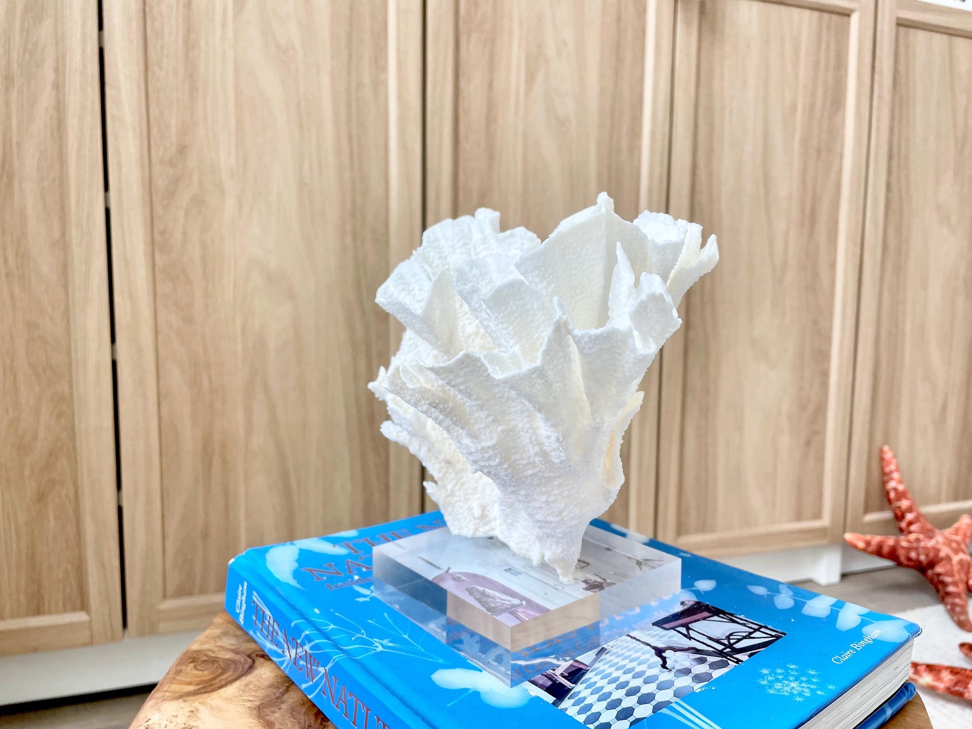 Mounted 8" Natural POCA CORAL Fossil Lucite Display Specimen Sculpture Ocean Art Decorative Coastal Beach Home Décor Wedding Gift White