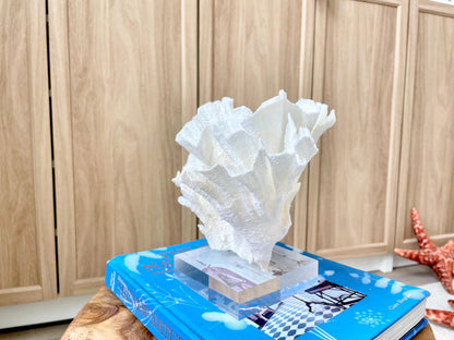 Mounted 8" Natural POCA CORAL Fossil Lucite Display Specimen Sculpture Ocean Art Decorative Coastal Beach Home Décor Wedding Gift White