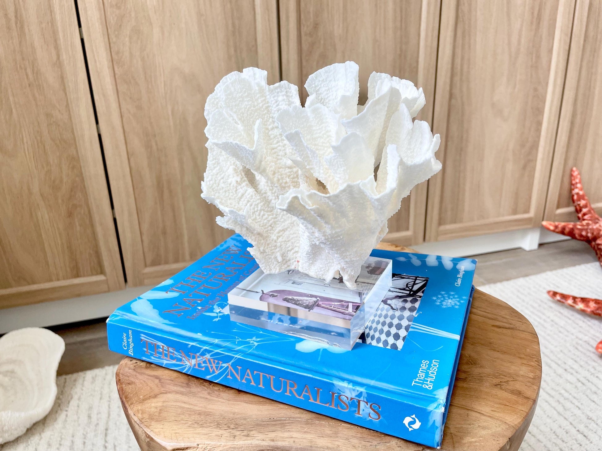 Mounted 8" Natural POCA CORAL Fossil Lucite Display Specimen Sculpture Ocean Art Decorative Coastal Beach Home Décor Wedding Gift White